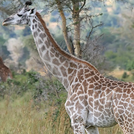 Spots on a giraffe